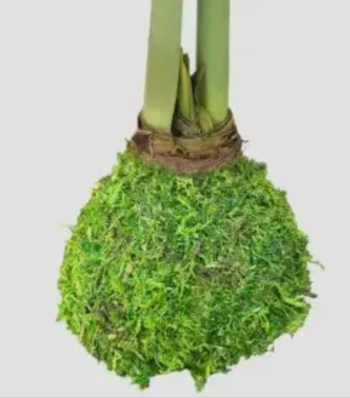 Amaryllis Bulb Plants