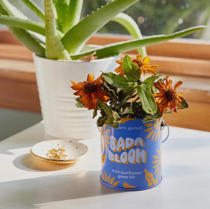Modern Sprout Grow Kits