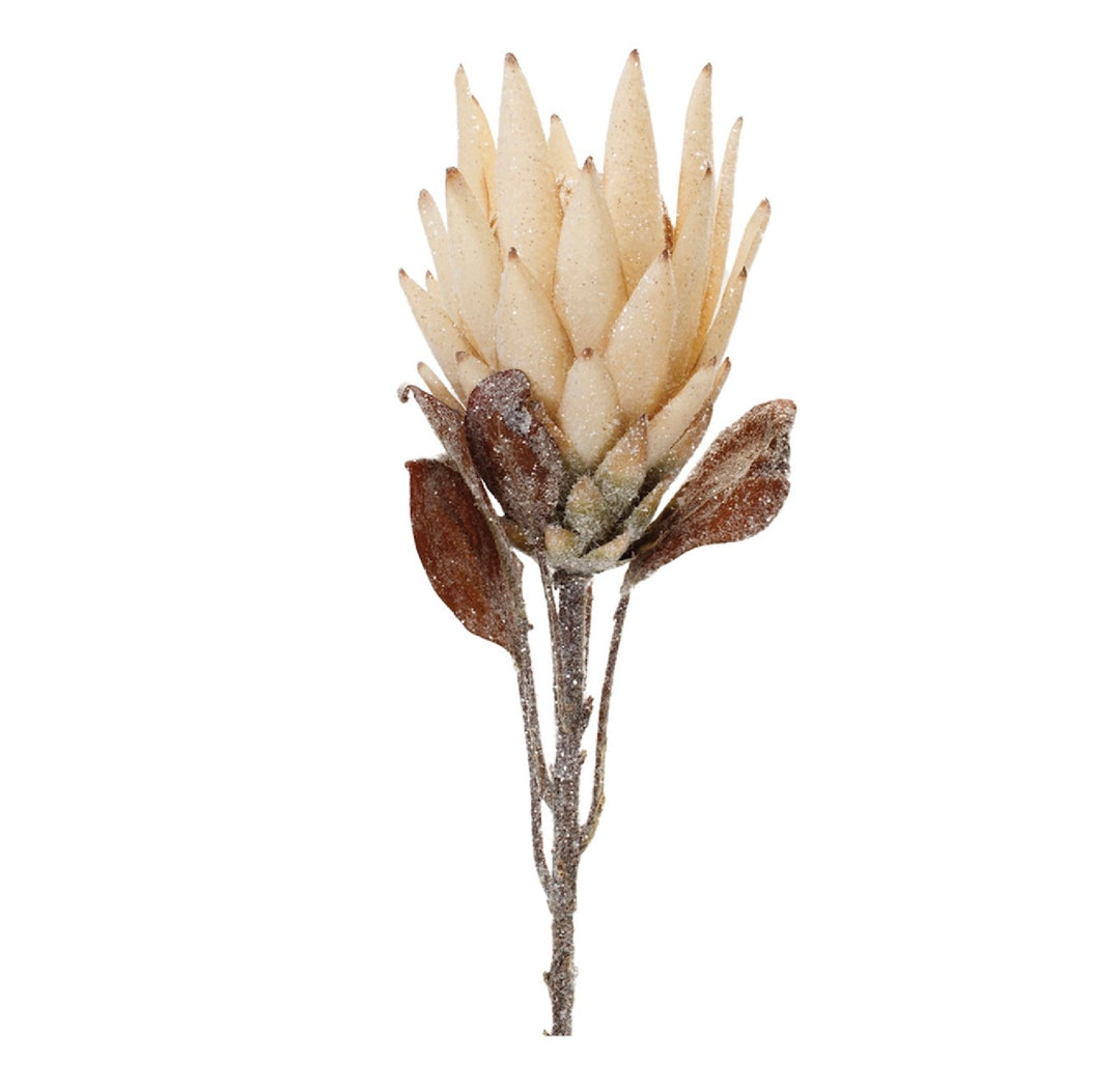 Frosted Protea Stem – 29”