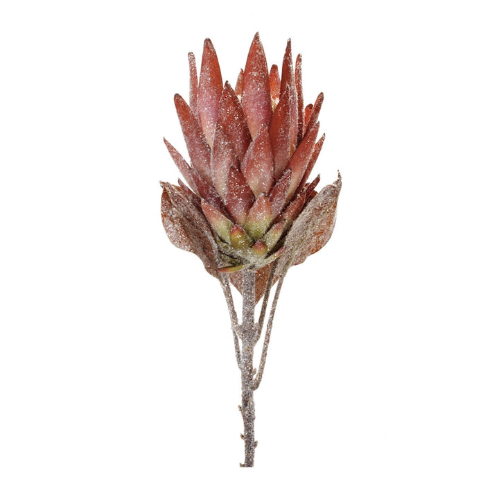 Frosted Protea Stem – 29”