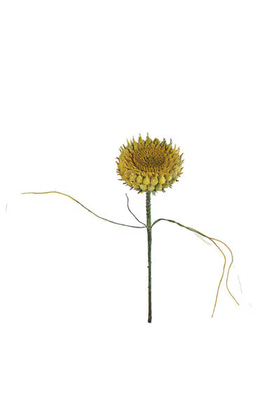 20” Aged Sunflower Stem
