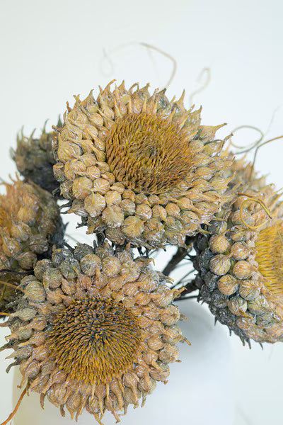 20” Aged Sunflower Stem