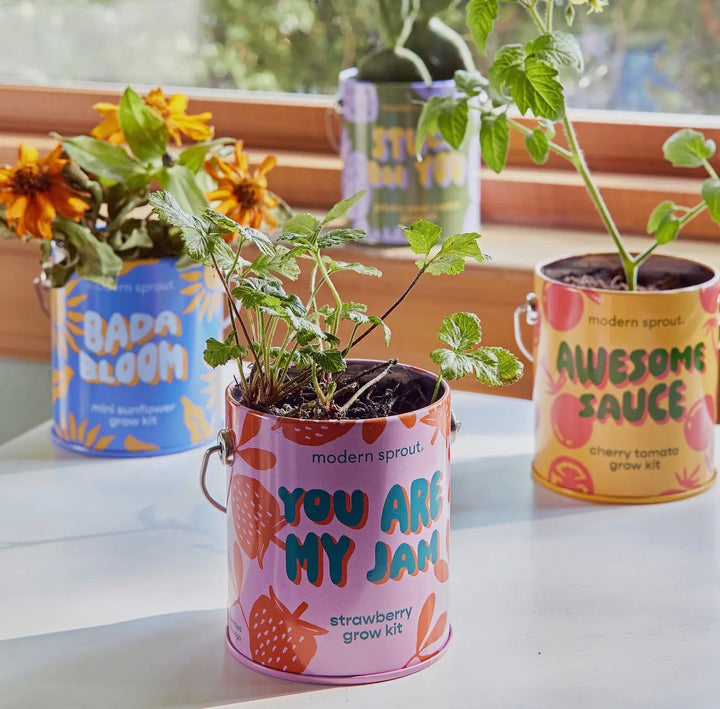 Modern Sprout Grow Kits
