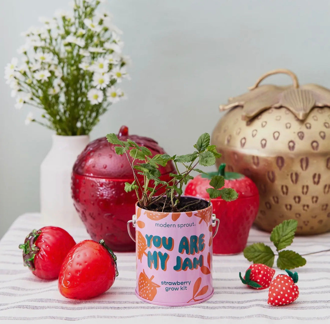 Modern Sprout Grow Kits