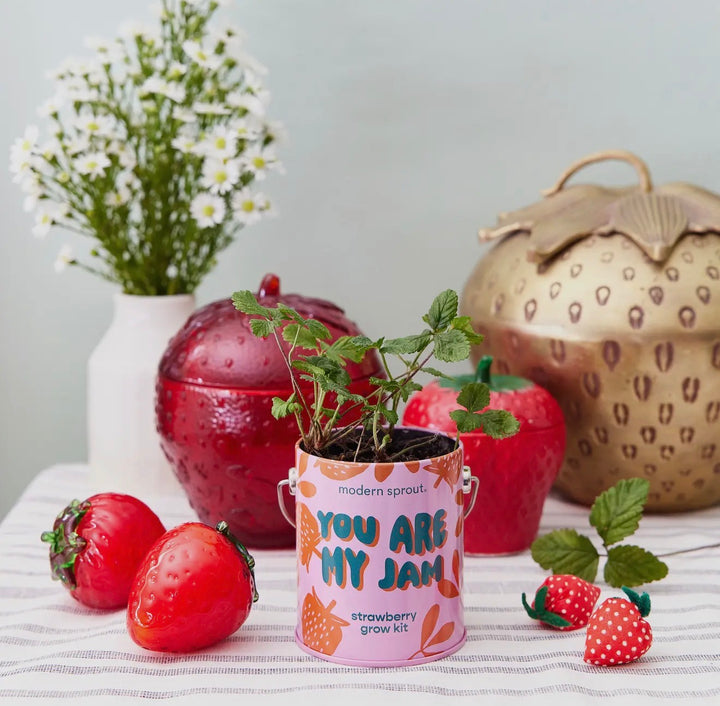 Modern Sprout Grow Kits