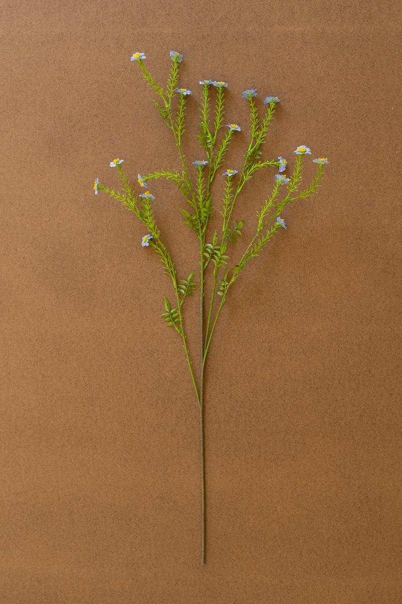 Wild Meadow Daisy Stem
