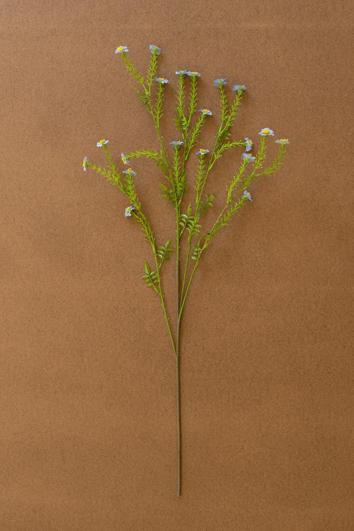 Wild Meadow Daisy Stem
