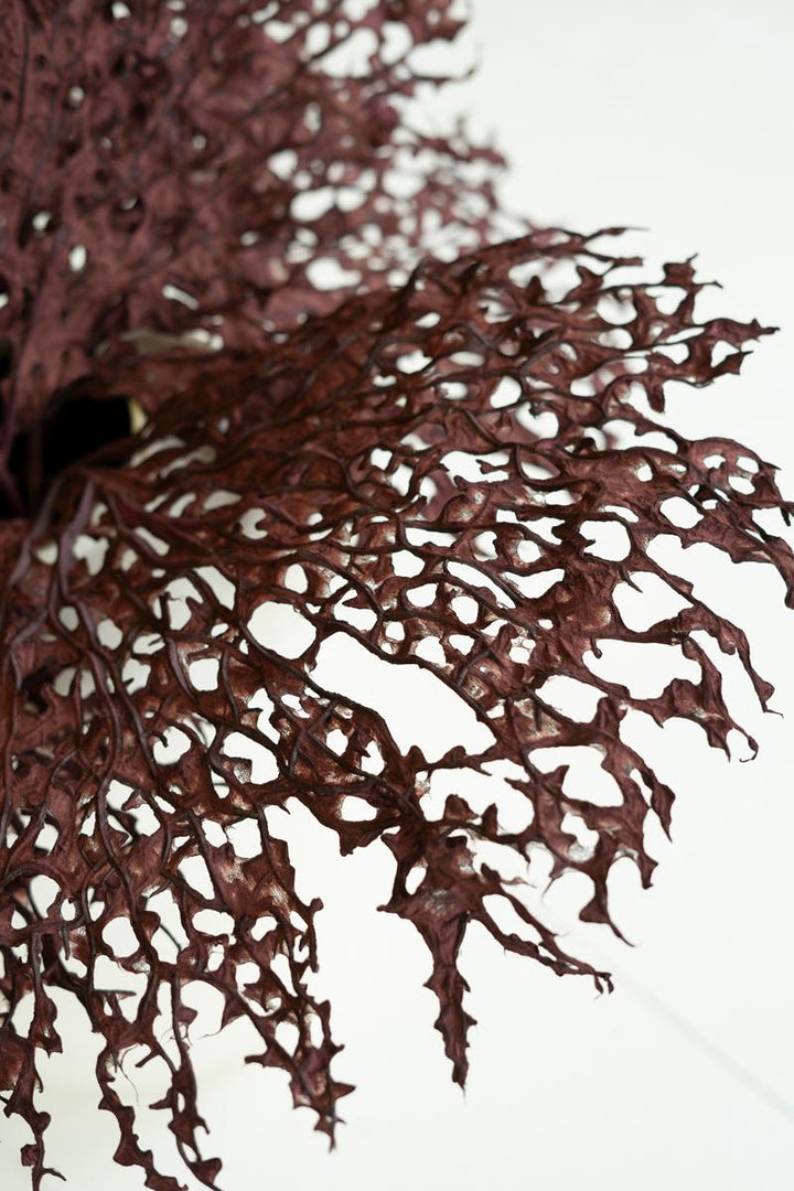 Bronze Coral Fan Spray