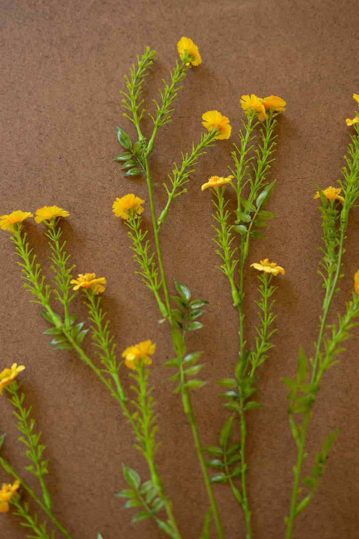 Wild Meadow Daisy Stem