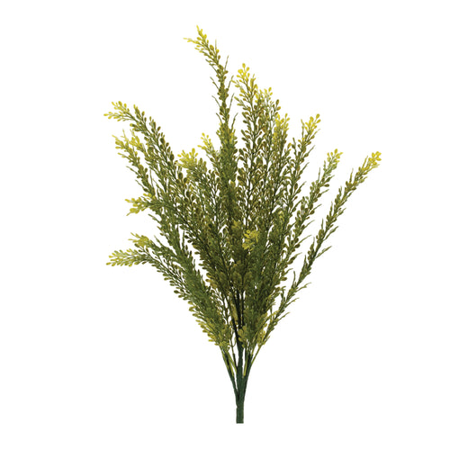 Baby Tears Bush
