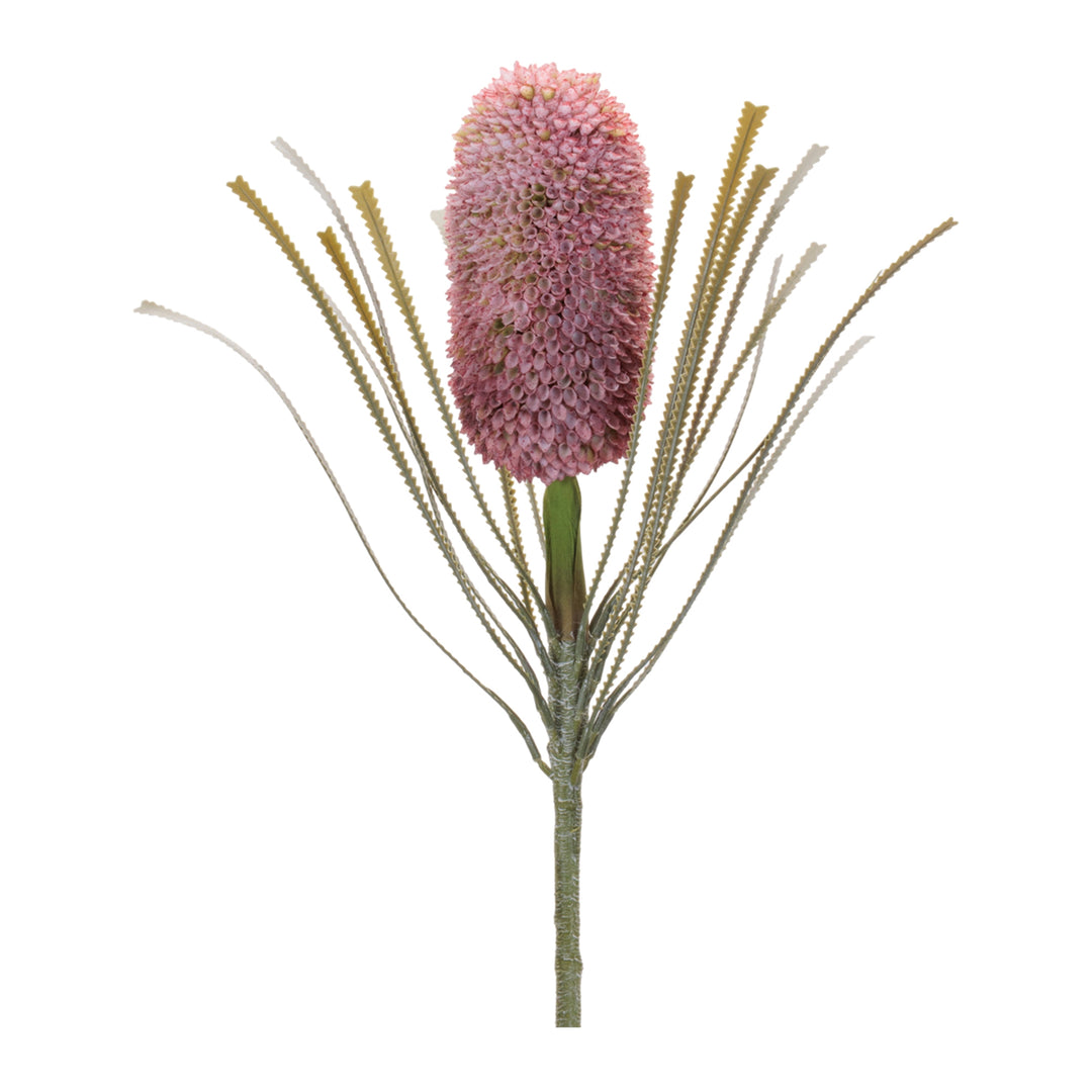 Blush Banksia Protea Stem – 28”