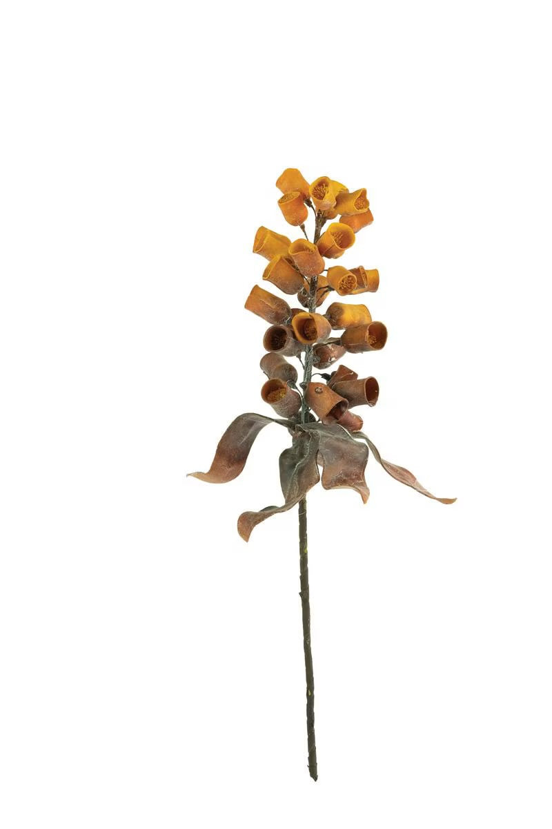 Dried Eucalyptus Gum Nut Stem