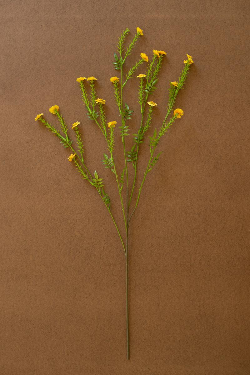 Wild Meadow Daisy Stem