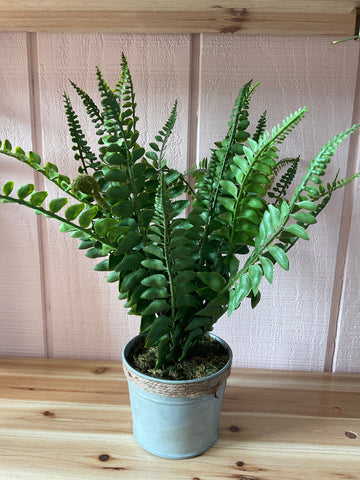 Potted Ferns