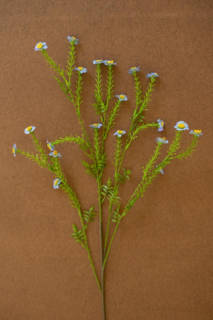 Wild Meadow Daisy Stem