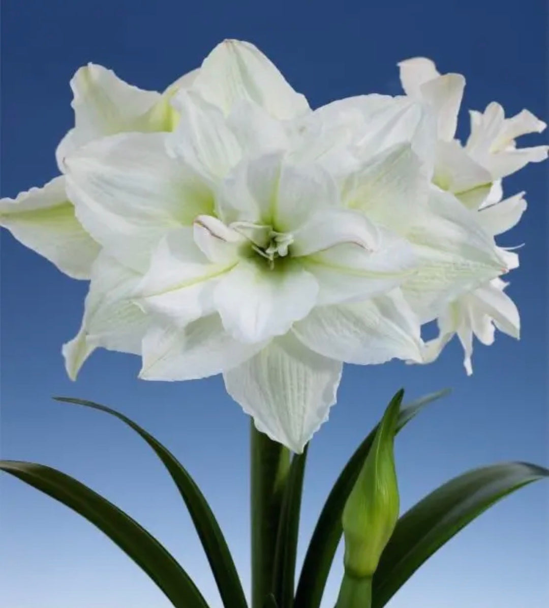 Amaryllis Bulb Plants