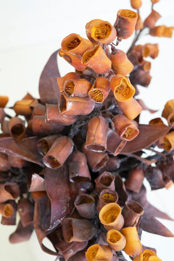 Dried Eucalyptus Gum Nut Stem