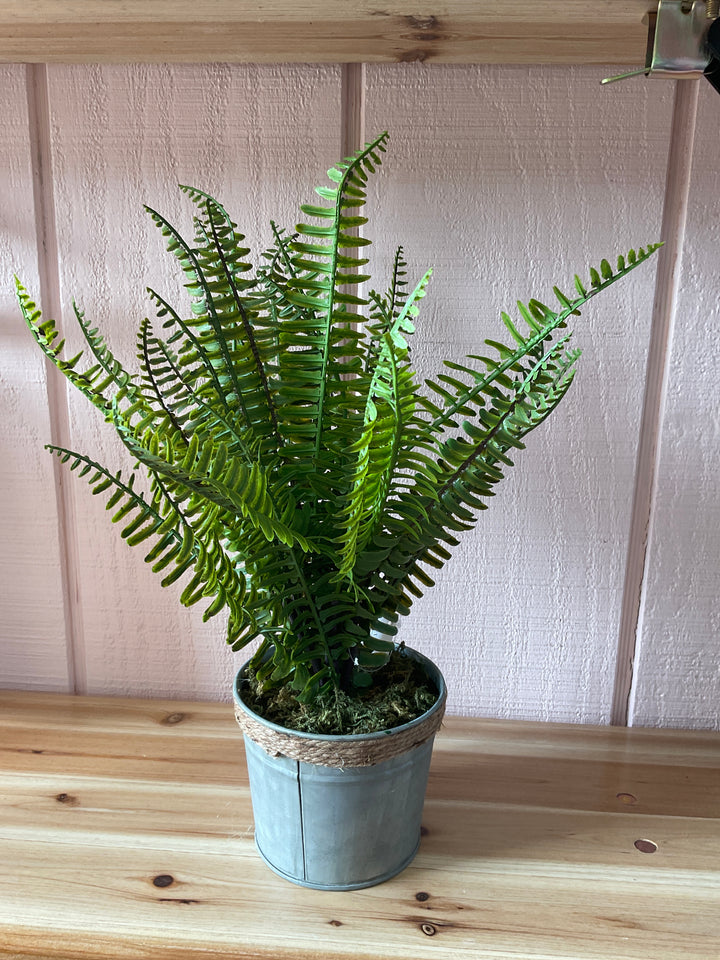 Potted Ferns
