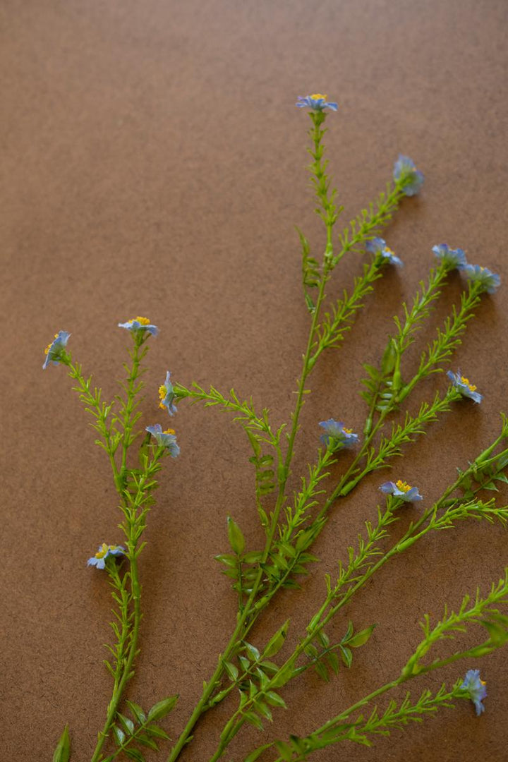 Wild Meadow Daisy Stem