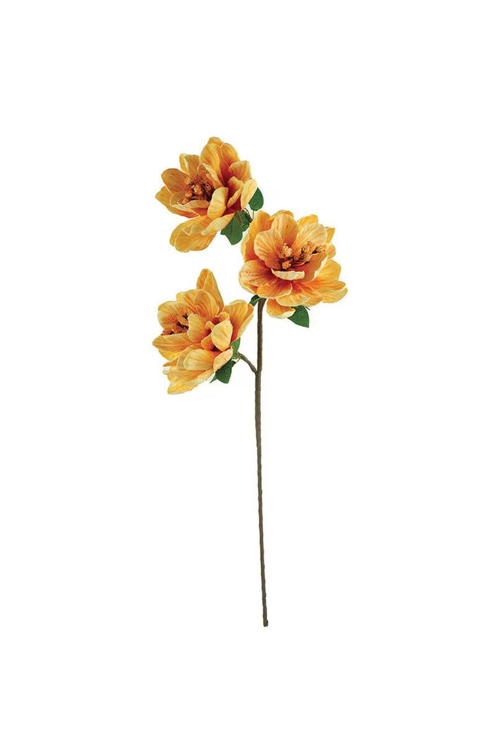 Sunset Magnolia Stem