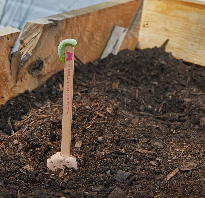 Pollinator Seed Pops