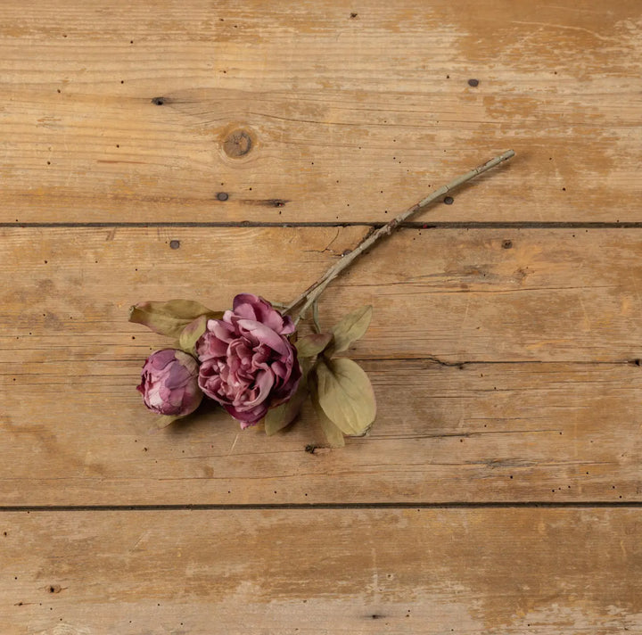 13” Dried Purple Peony Stem