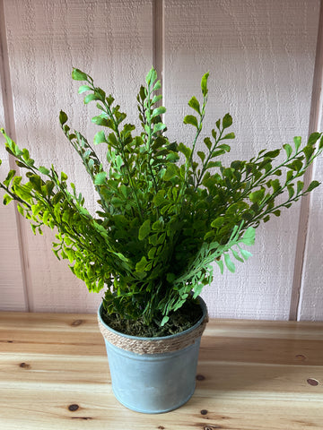 Potted Ferns