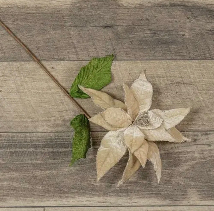 Velvet Champagne Poinsettia Stem – 24”