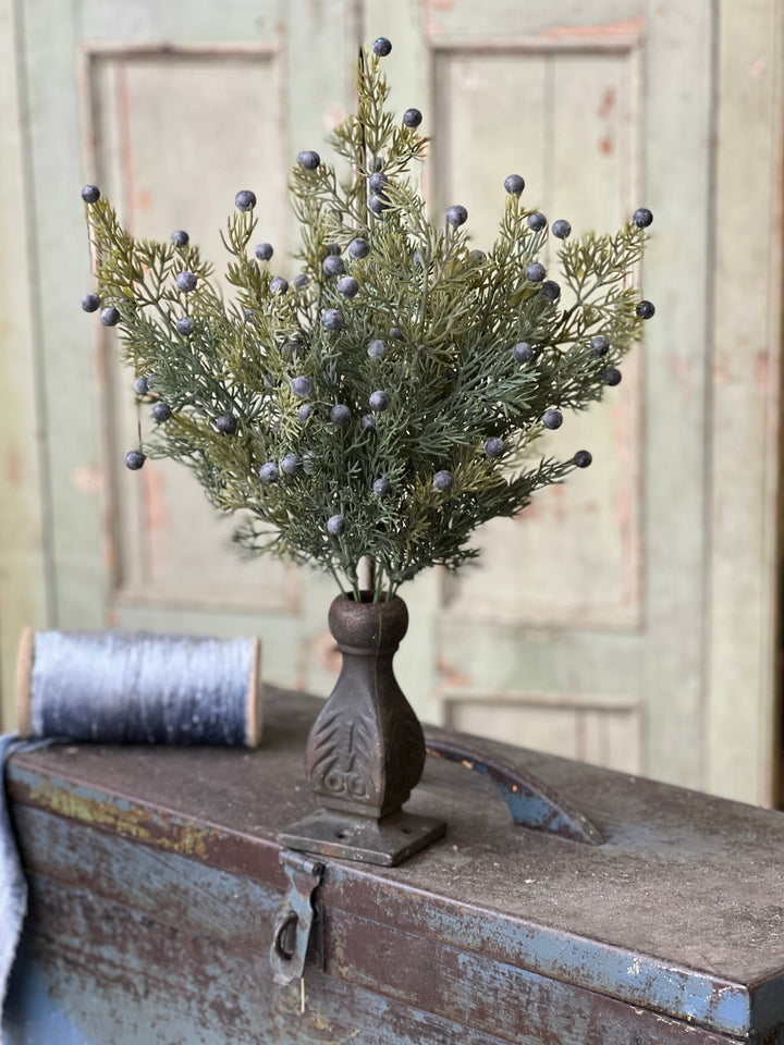Midnight Blue Juniper Bush