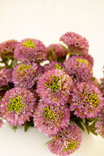 Dahlia Bunch – 18”