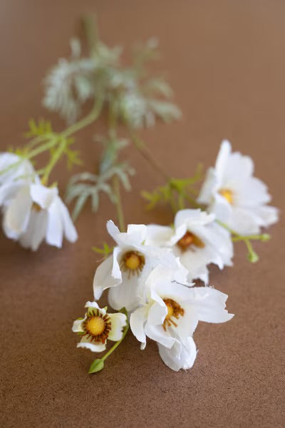 White Cosmos Stem – 24”