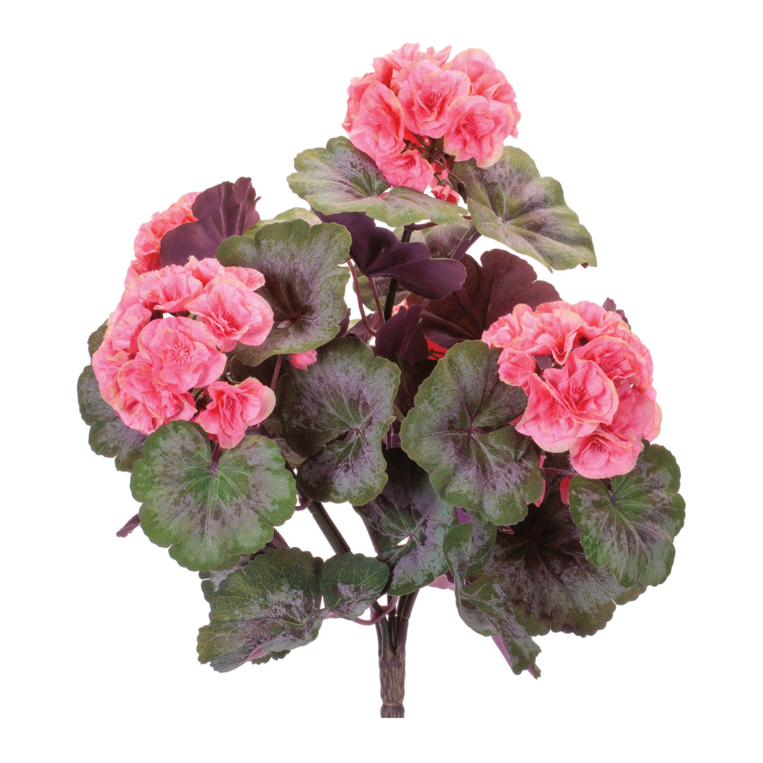 Blushing Garden Geranium Bush