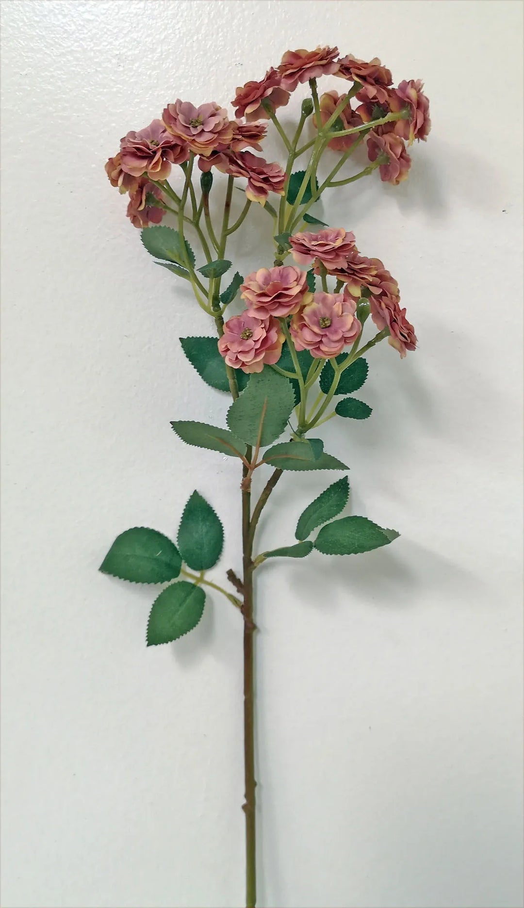 Garden Rose Stems