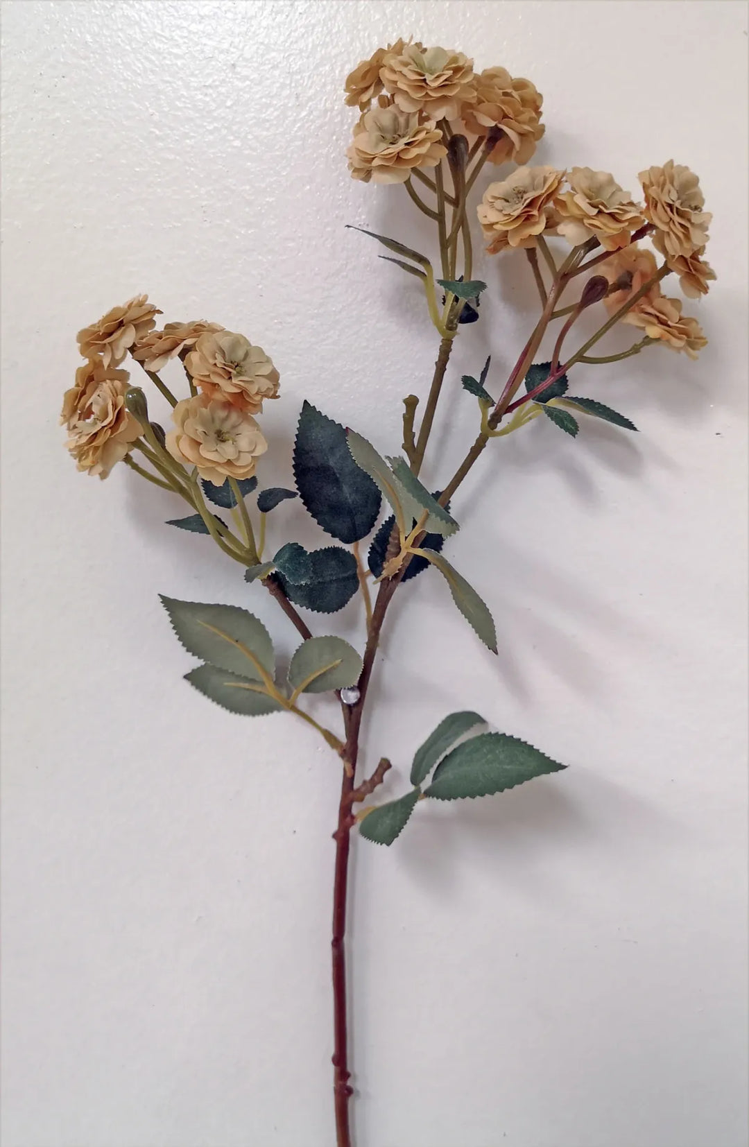 Garden Rose Stems
