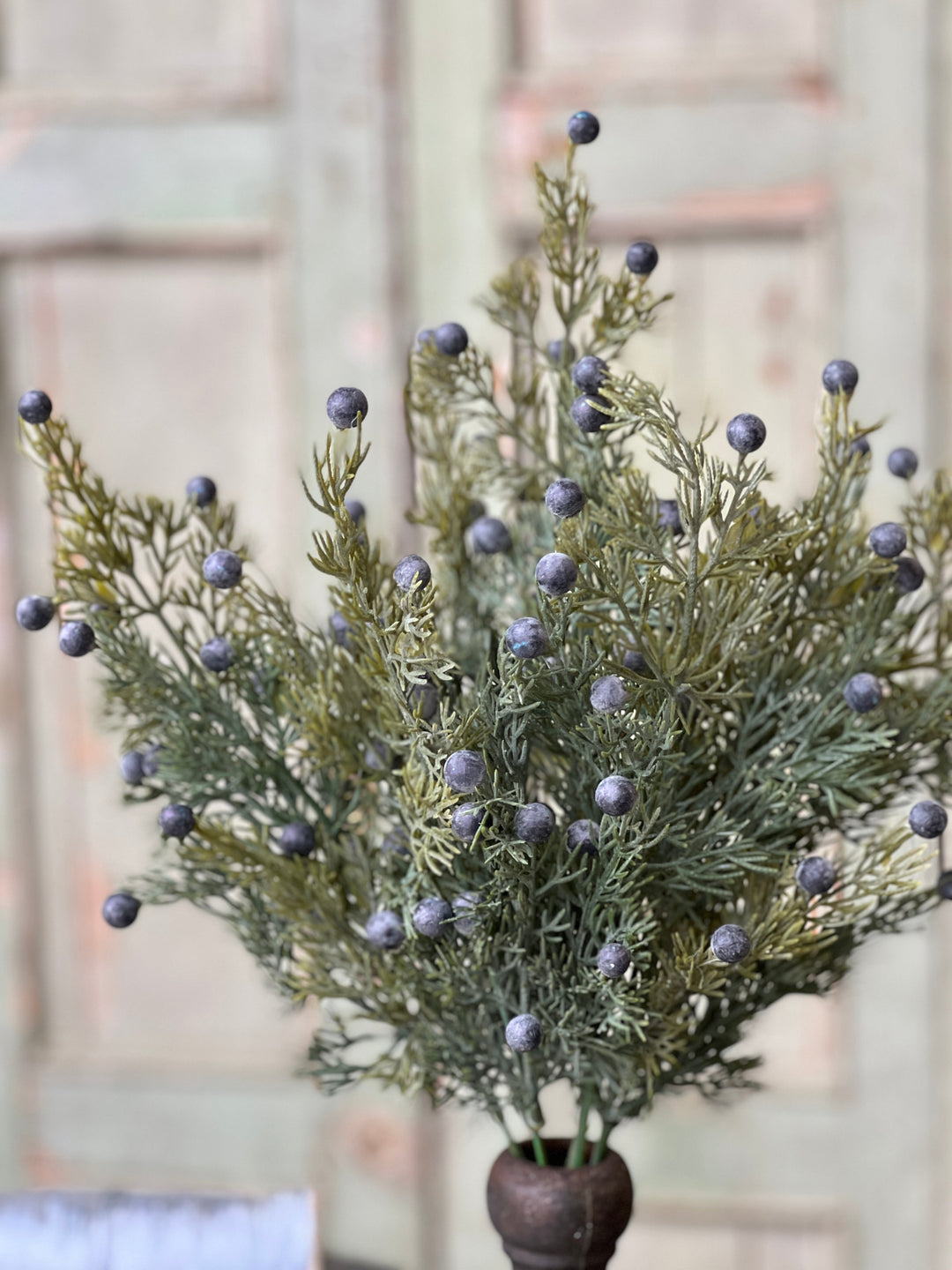 Midnight Blue Juniper Bush
