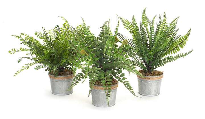 Potted Ferns