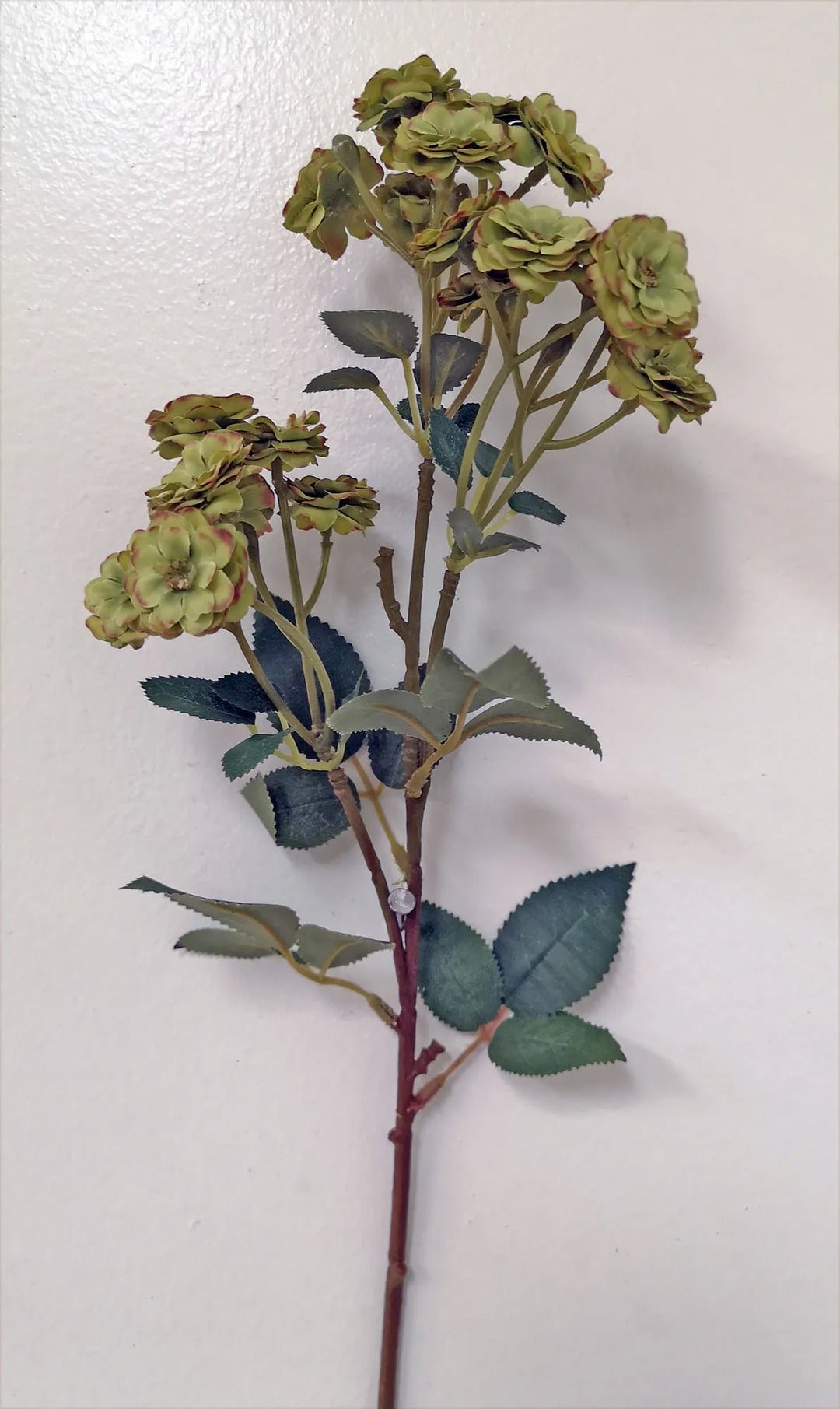 Garden Rose Stems